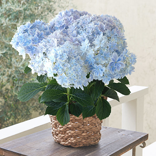 母の日にはカーネーションよりも紫陽花を贈ってみよう！ | TANP（タンプ）