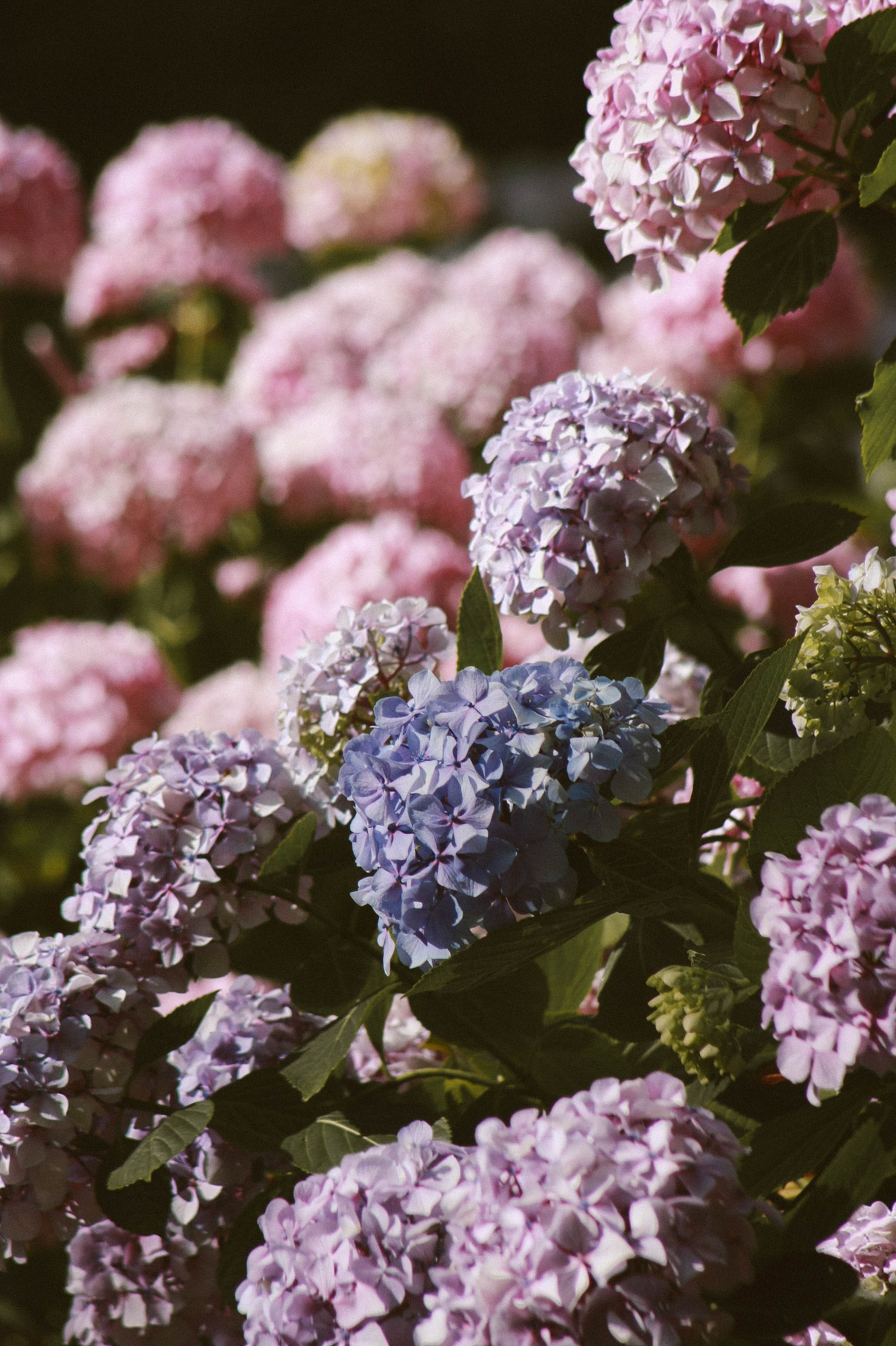 母の日にはカーネーションよりも紫陽花を贈ってみよう！ | TANP（タンプ）