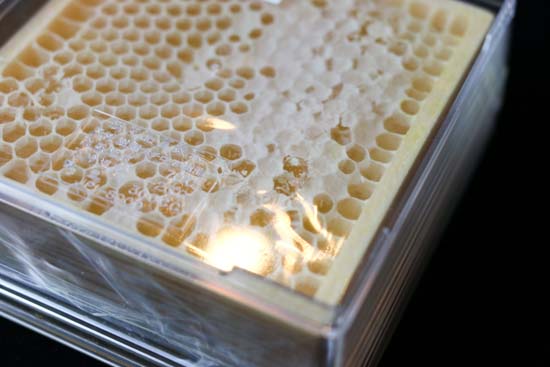 コムハ二ー(巣蜜)