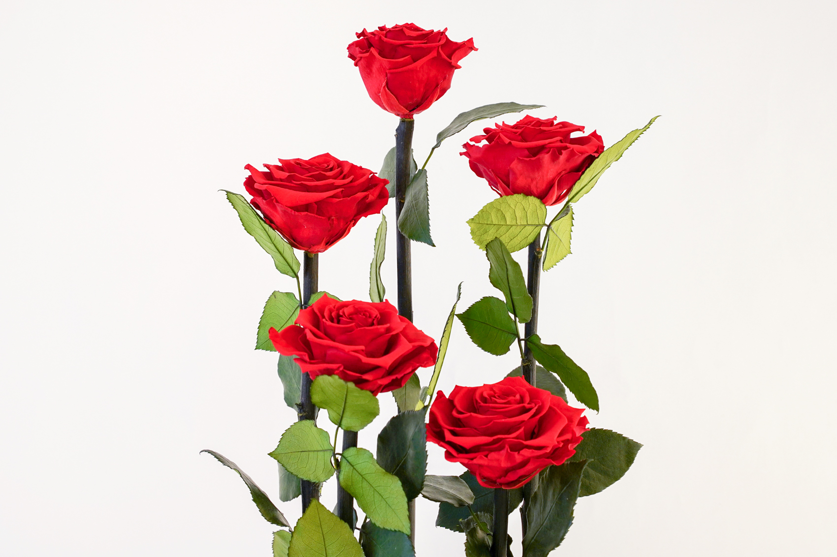 【DESTINY ROSE】5本立ち