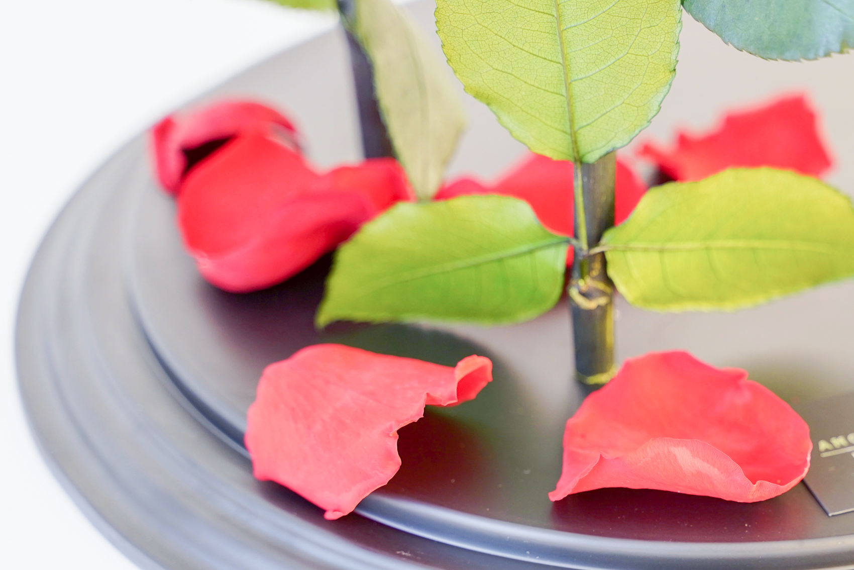 【DESTINY ROSE】5本立ち