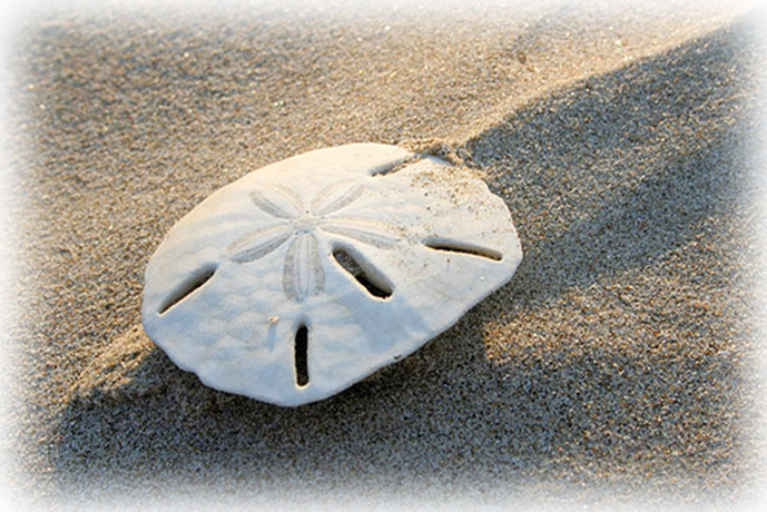 コーヒードリッパー＆ティーストレーナー セット