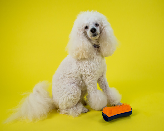 ペットティーザー ラージ