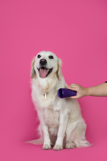 ペットティーザー ラージ