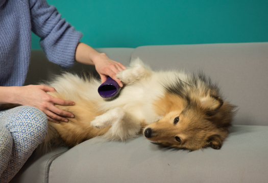 ペットティーザー ラージ