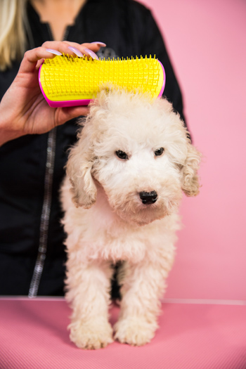 ペットティーザー ラージ