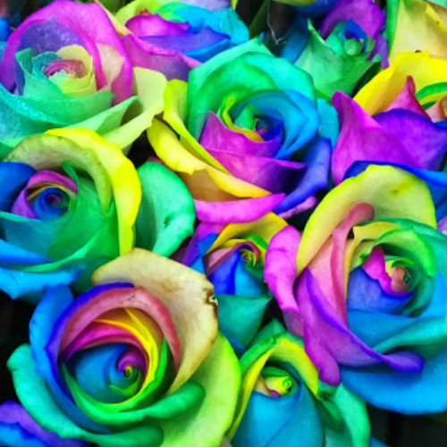 レインボーローズ5本入【お任せブーケ】