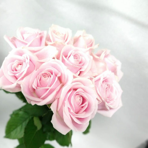 さくらアレンジメント【ピンクバラ10本】