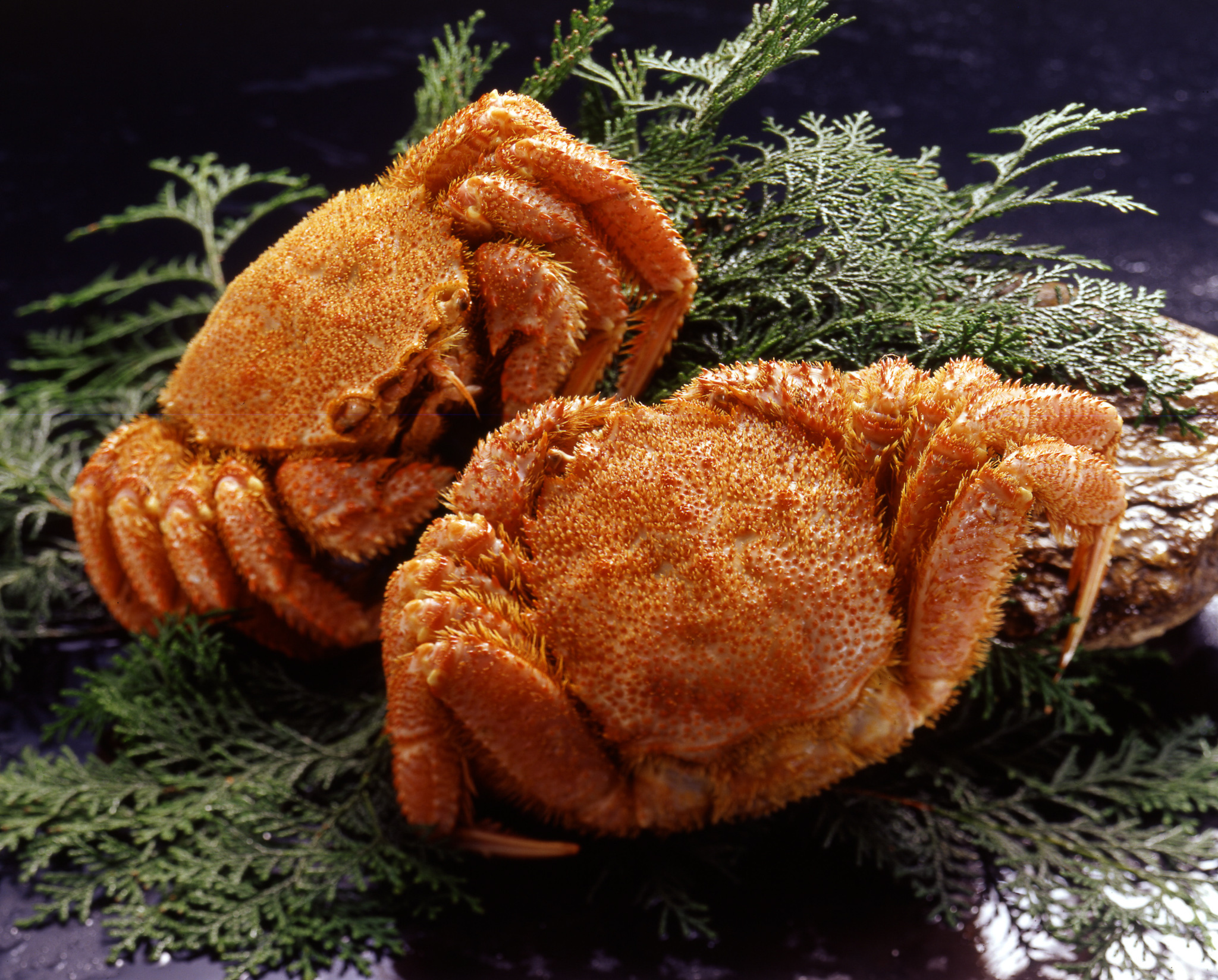 KHB402 ボイル毛がに（姿）