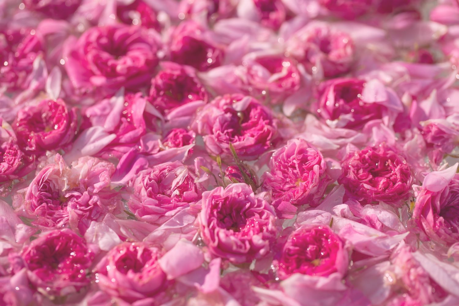 ブルガリアンローズ　モイスチャライザー