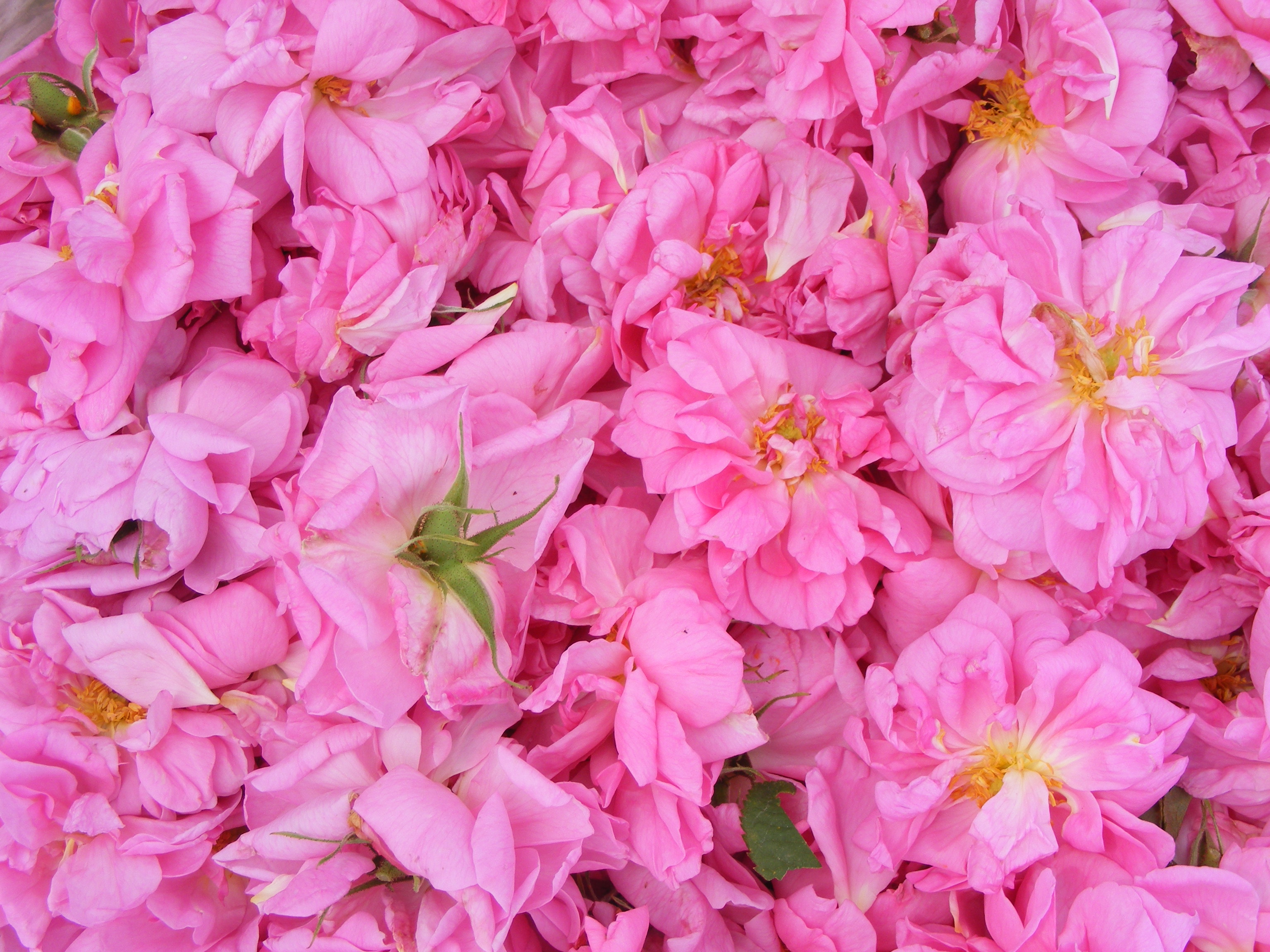 ブルガリアンローズ　モイスチャライザー