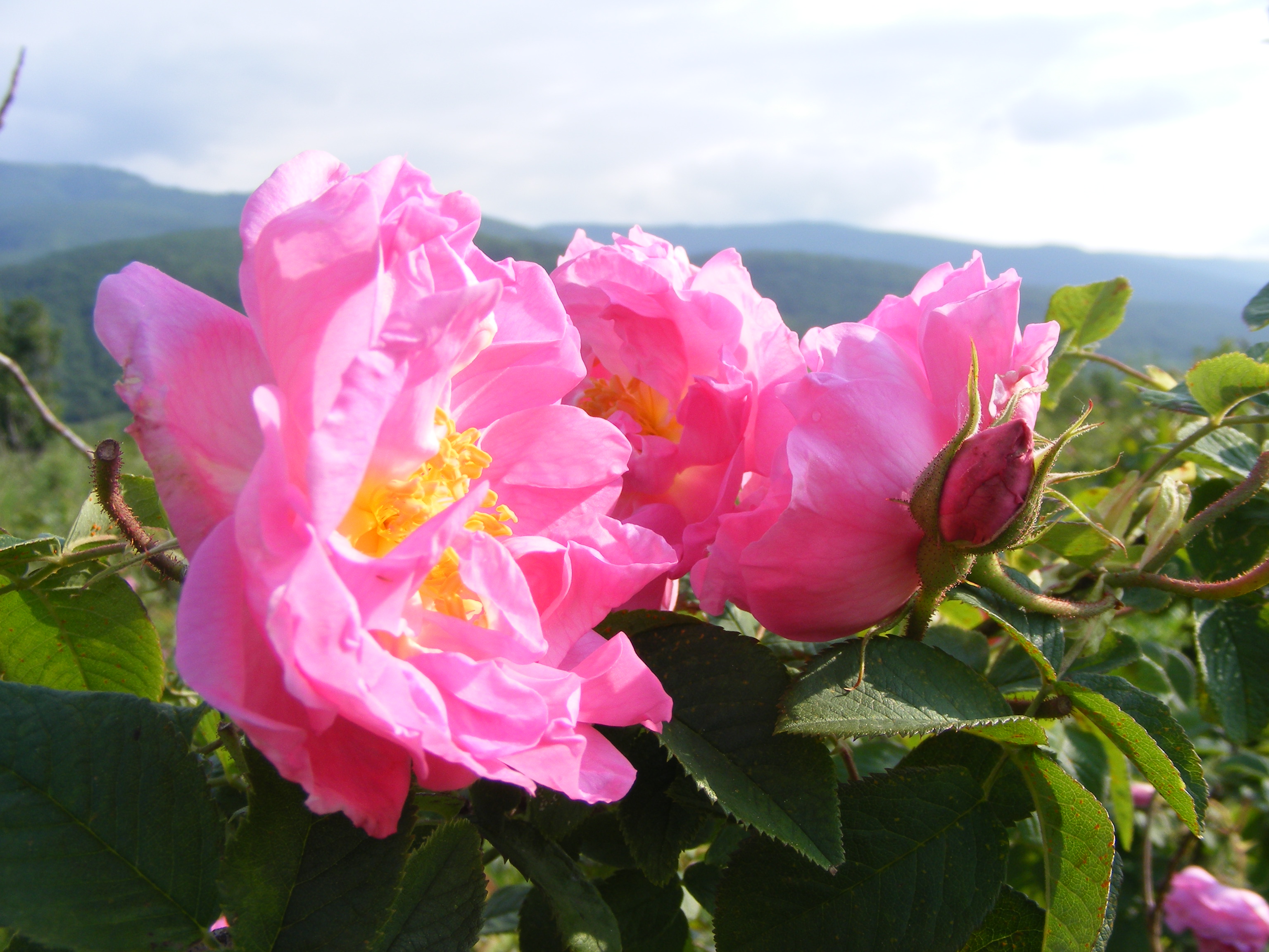 ブルガリアンローズ　モイスチャライザー