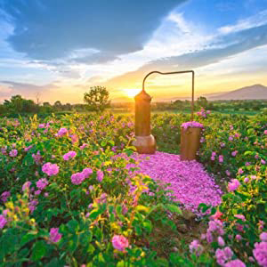 ブルガリアンローズ　モイスチャライザー