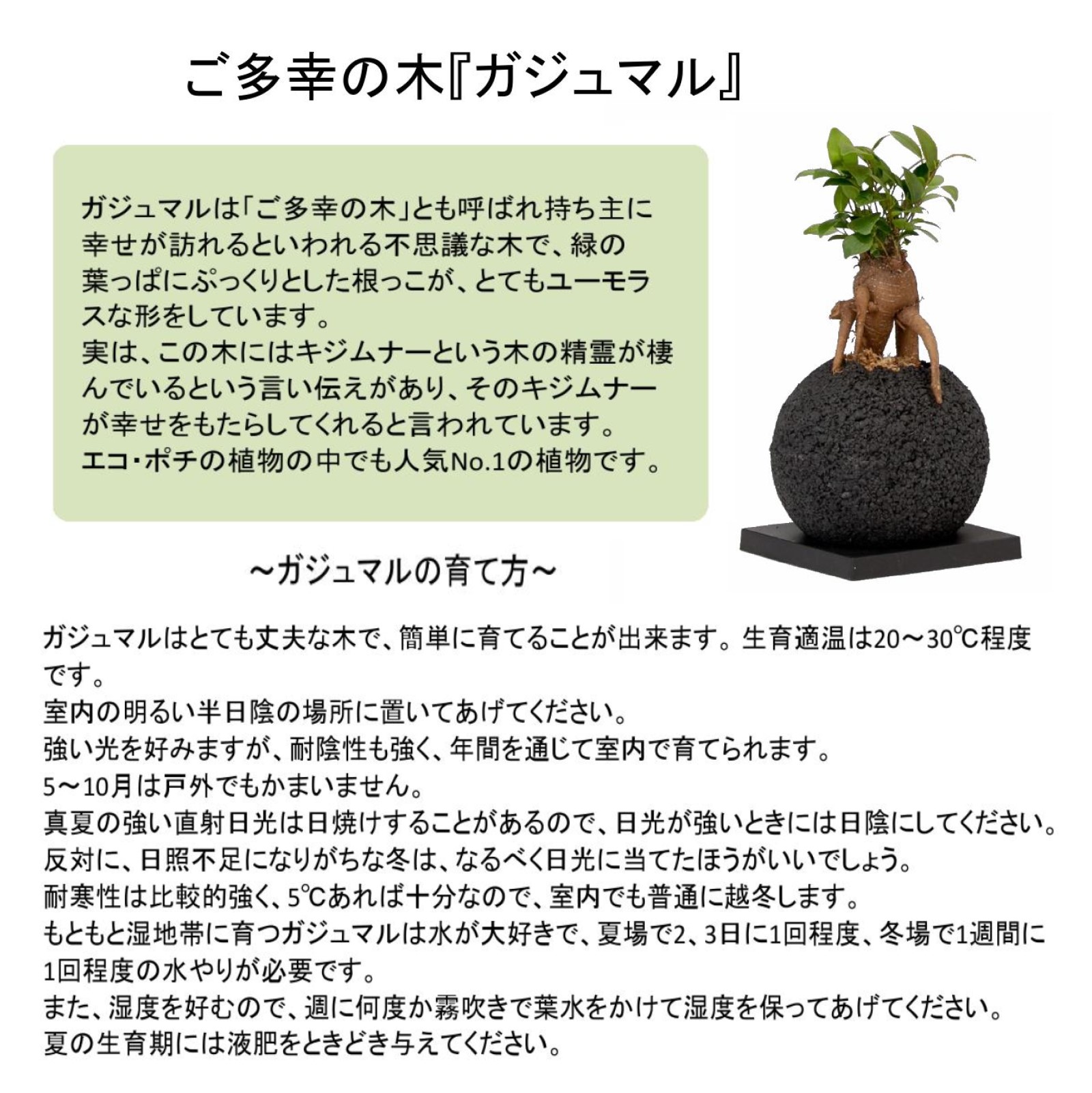エコ･ポチNEOスフィア　ガジュマル