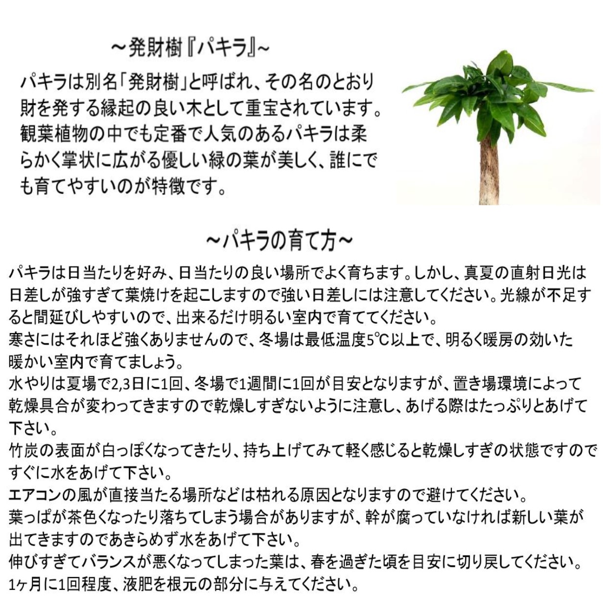 エコ･ポチNEOシリンダー　パキラ