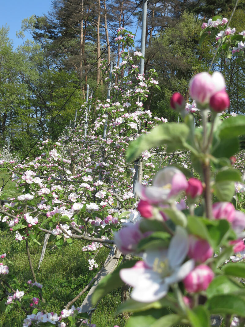 搾りたて林檎　6本入り