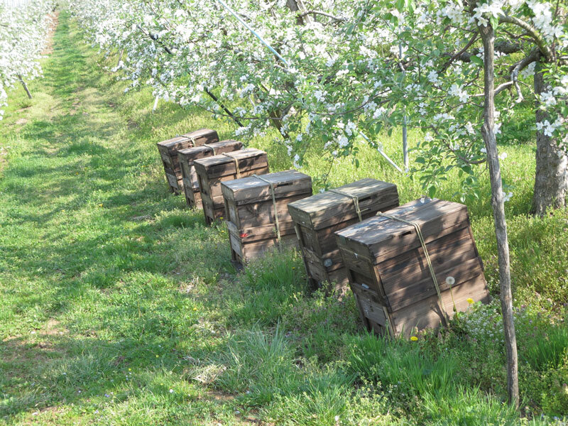 搾りたて林檎　6本入り