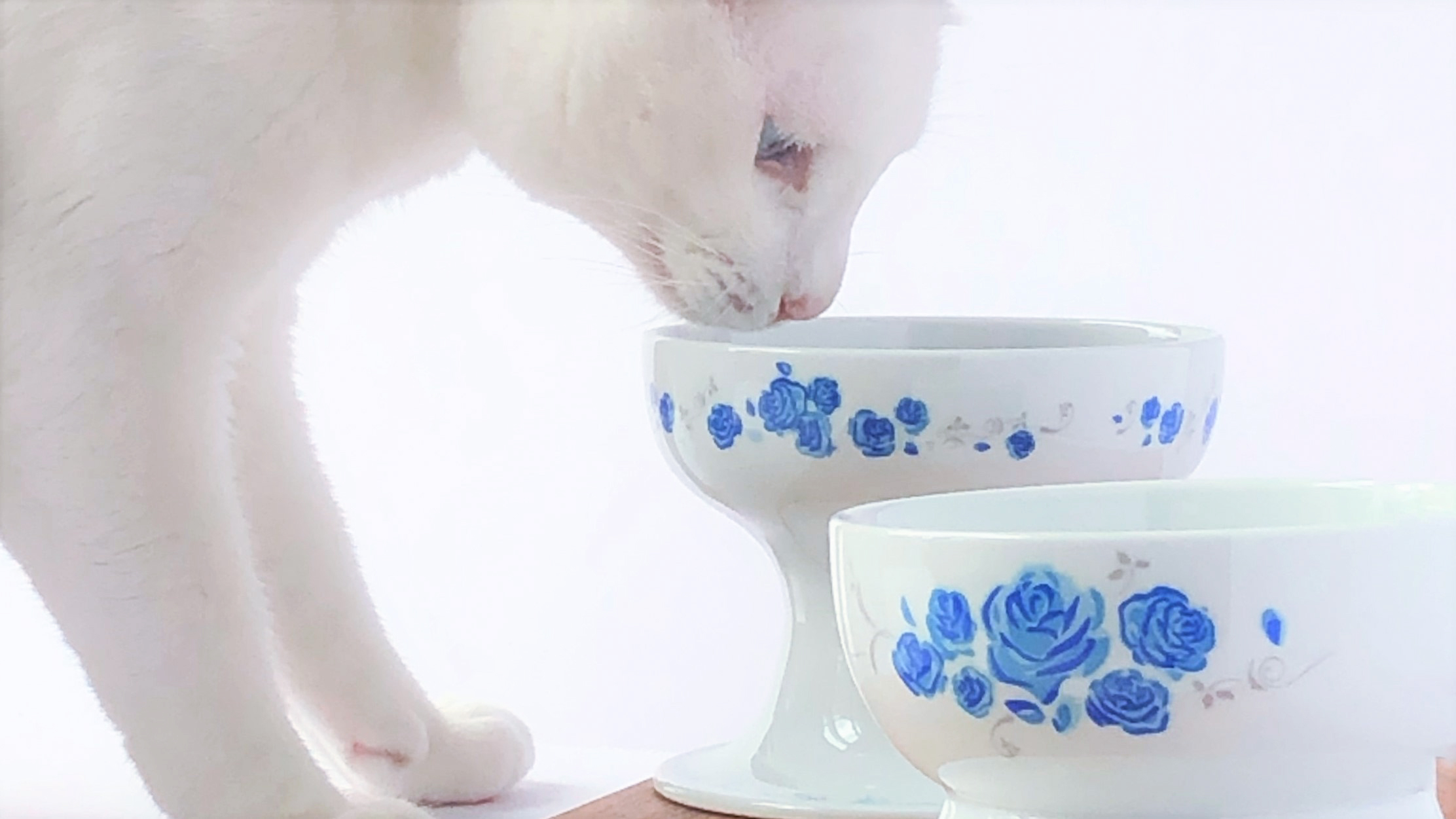 エンジェル ローズピンク ハイタイプ（フード用）