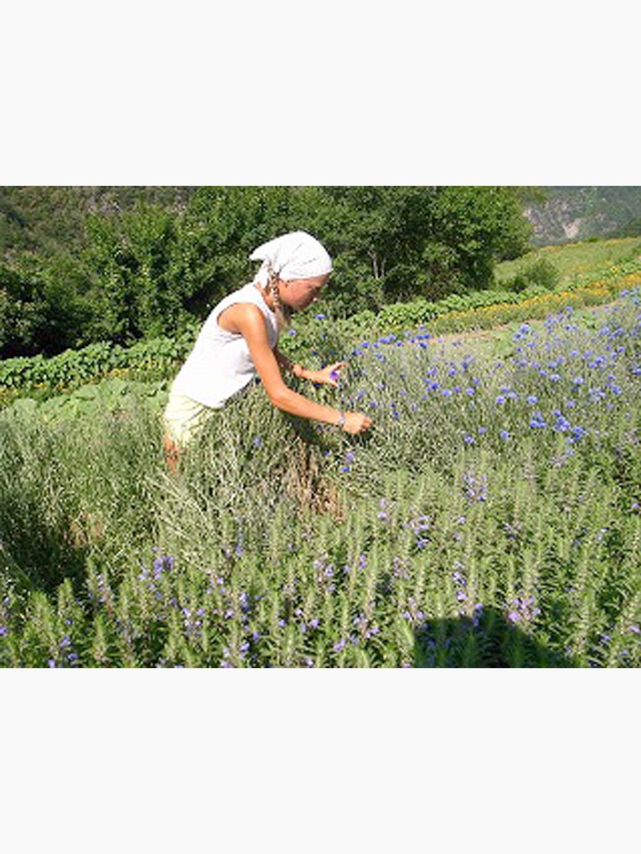 Refreshing Mist (リフレッシングミスト)