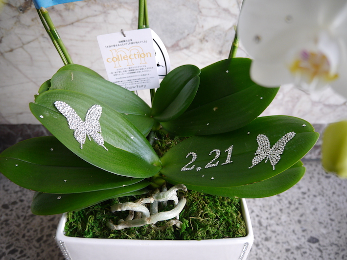 Elegance3本立