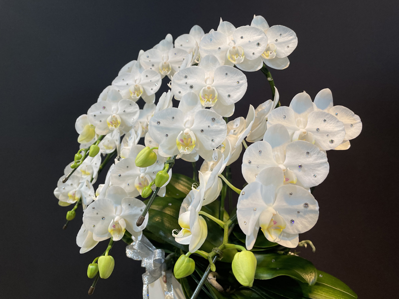 Elegance5本立