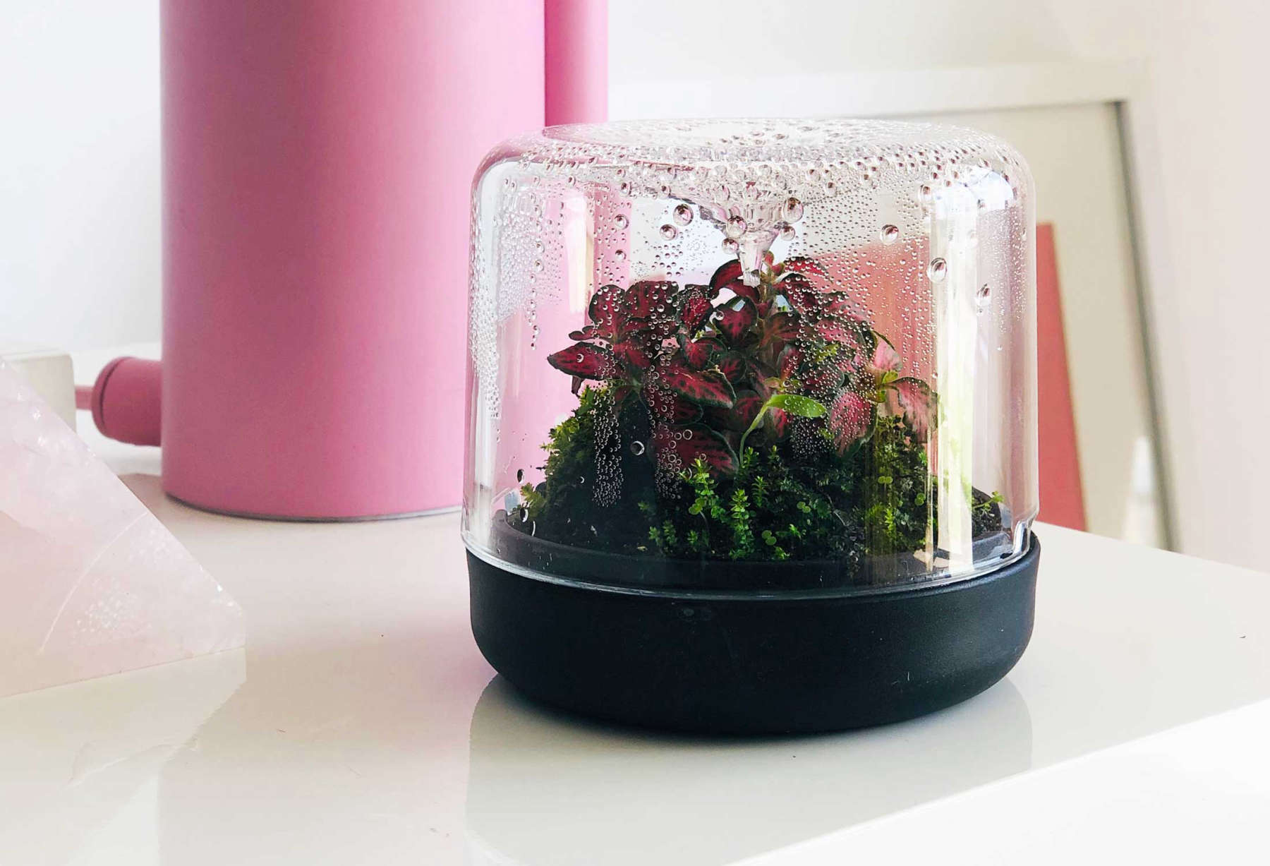 Sanctuary Mini Terrarium