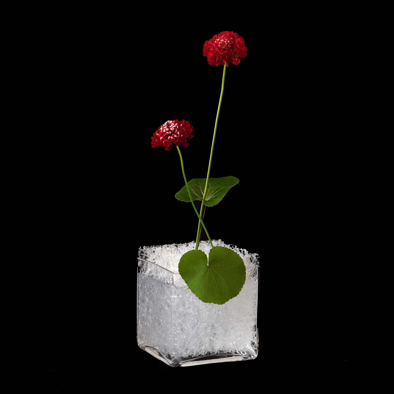 OASIS110 + Glass vase  