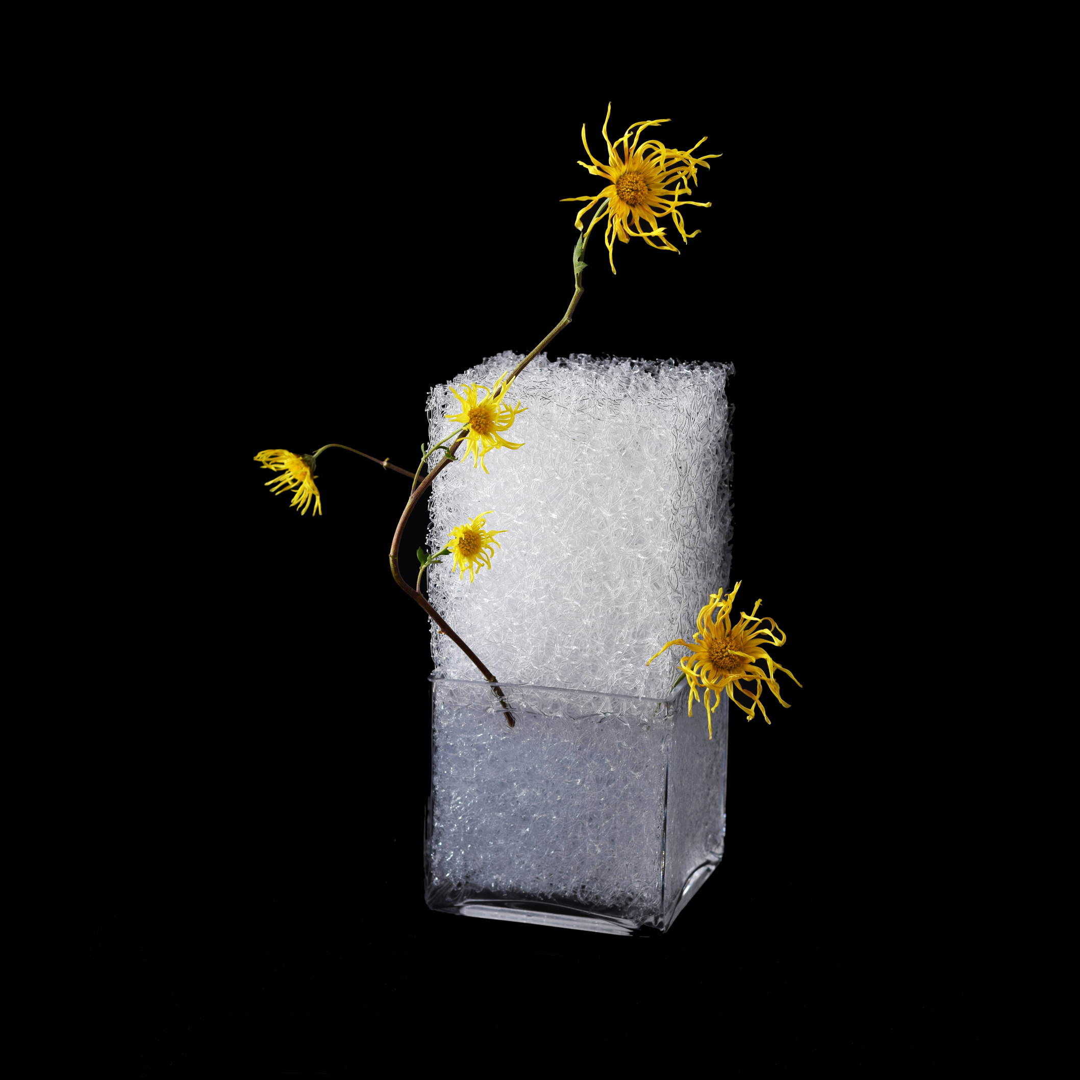 OASIS110 + Glass vase  