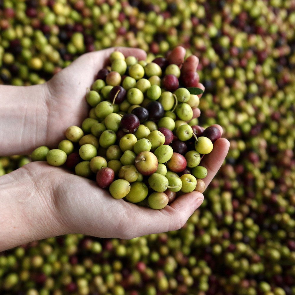 【パティオ・デ・ヴィアナ】エキストラバージンオリーブオイル2本セット