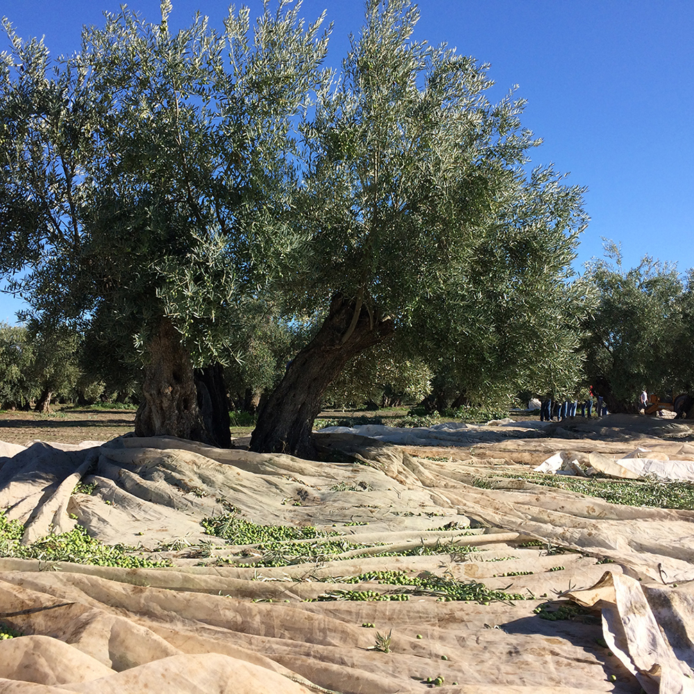 【パティオ・デ・ヴィアナ】エキストラバージンオリーブオイル2本セット