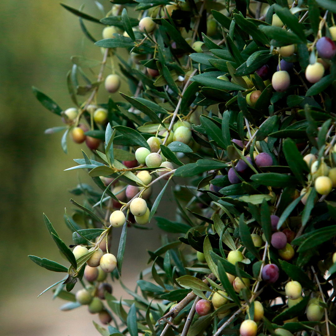 【パティオ・デ・ヴィアナ】エキストラバージンオリーブオイル ピクアル種