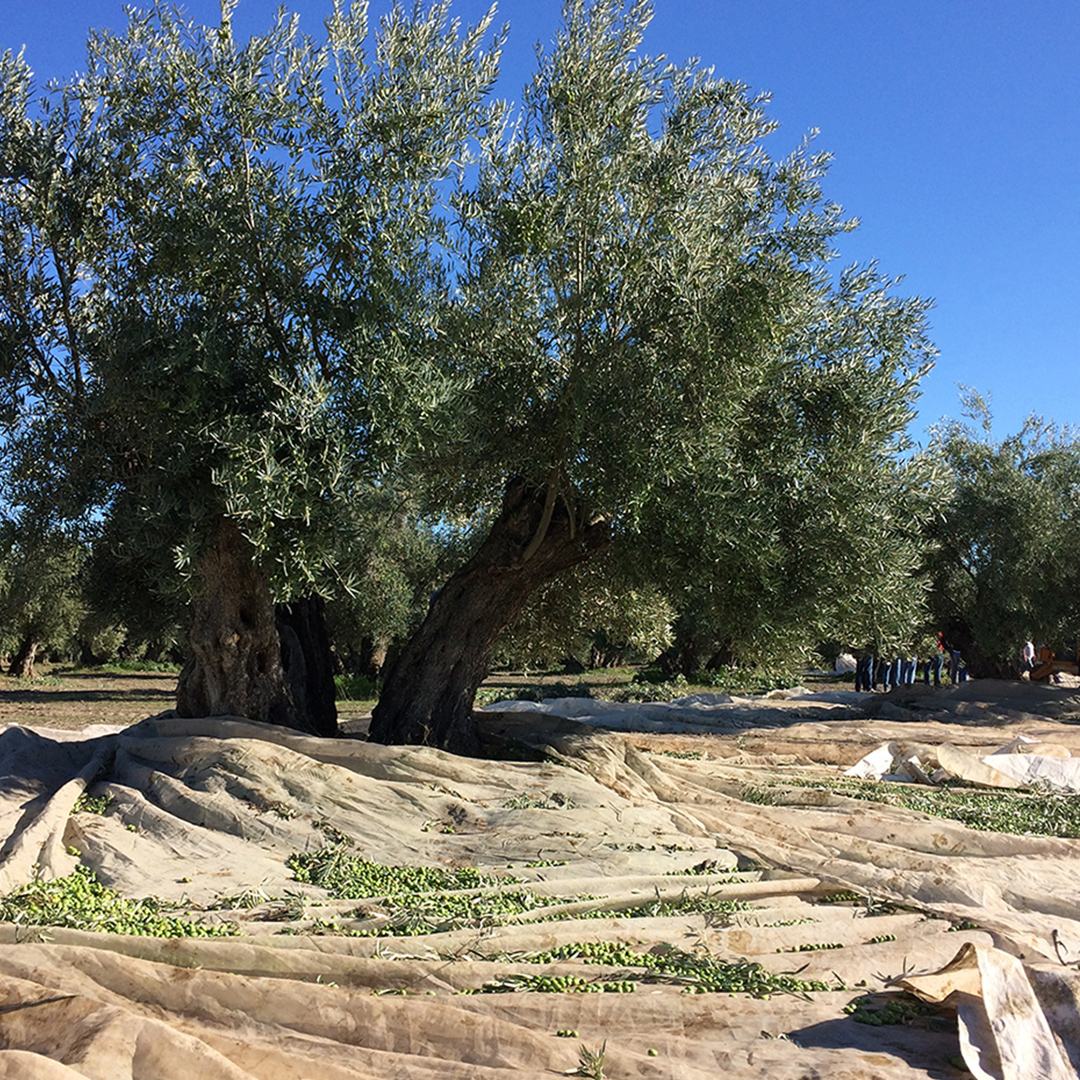 【パティオ・デ・ヴィアナ】エキストラバージンオリーブオイル ピクアル種