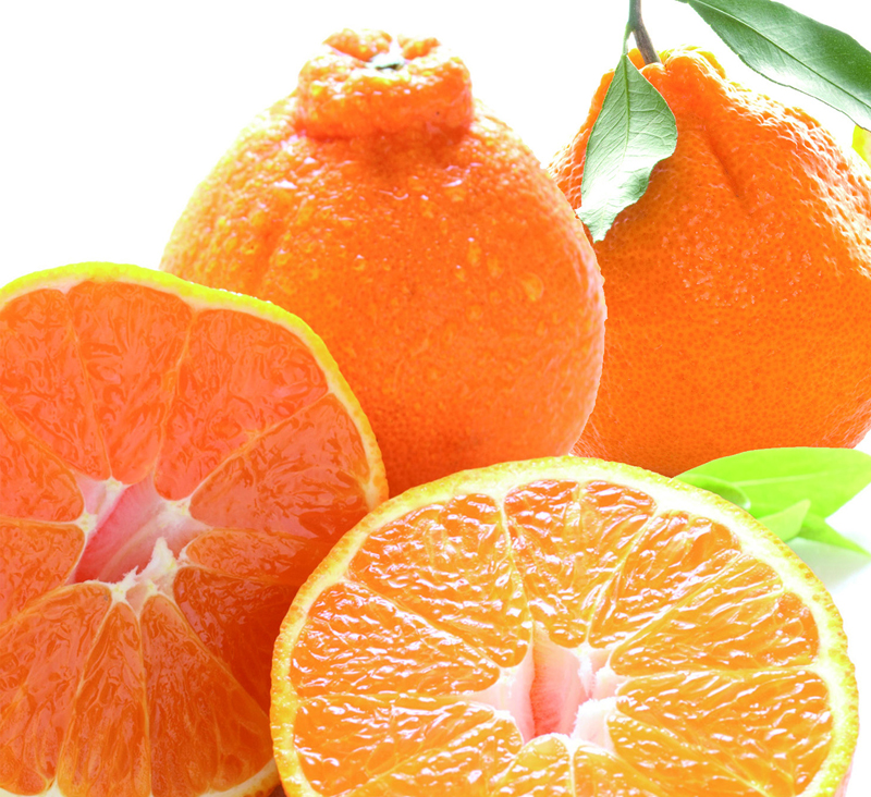 デコポンまるごとしぼり　10本セット