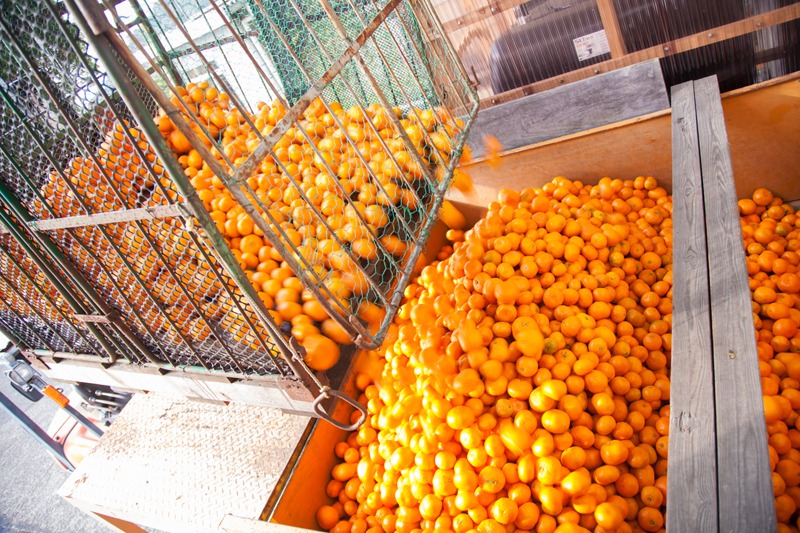 デコポンまるごとしぼり　10本セット