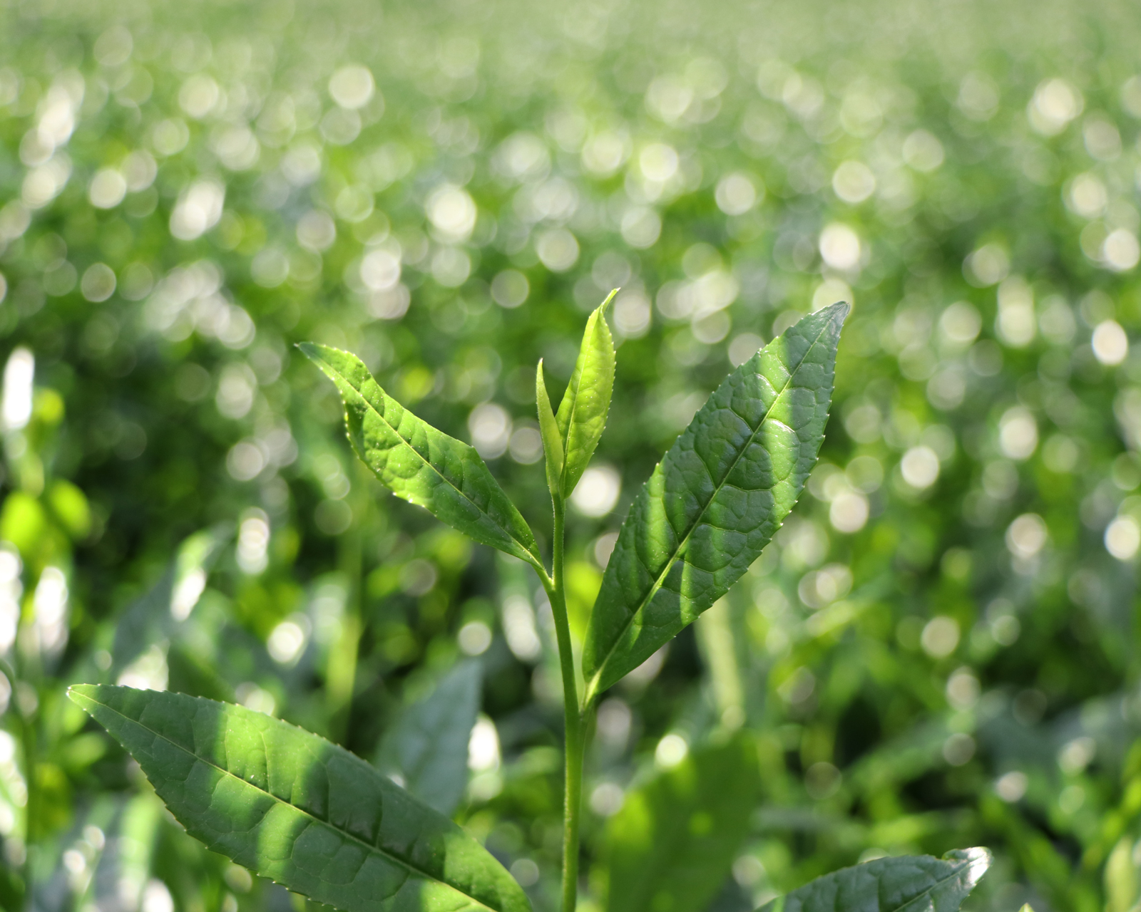 宇治の茶菓撰 12個 KCK-12
