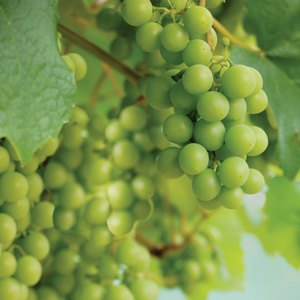 グレープシードオイル 30ml