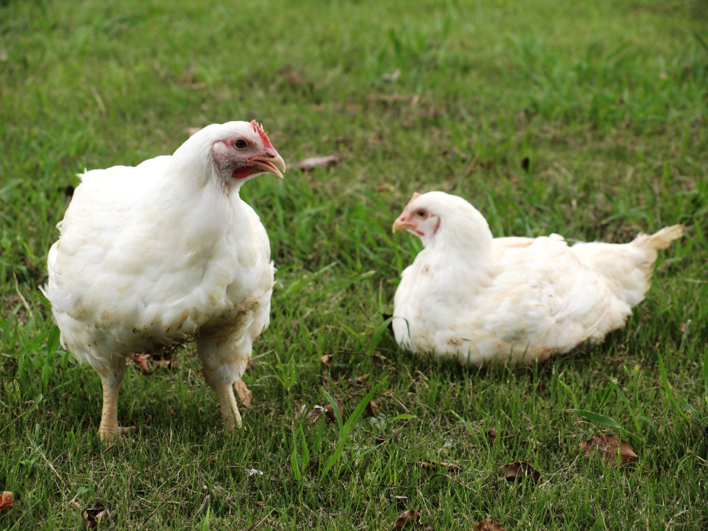 徳島阿波すだち鶏焼肉セット計300ｇ