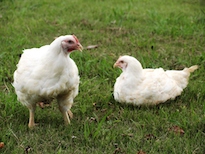 徳島　阿波すだち鶏　無添加　アラカルトセット（冷凍）