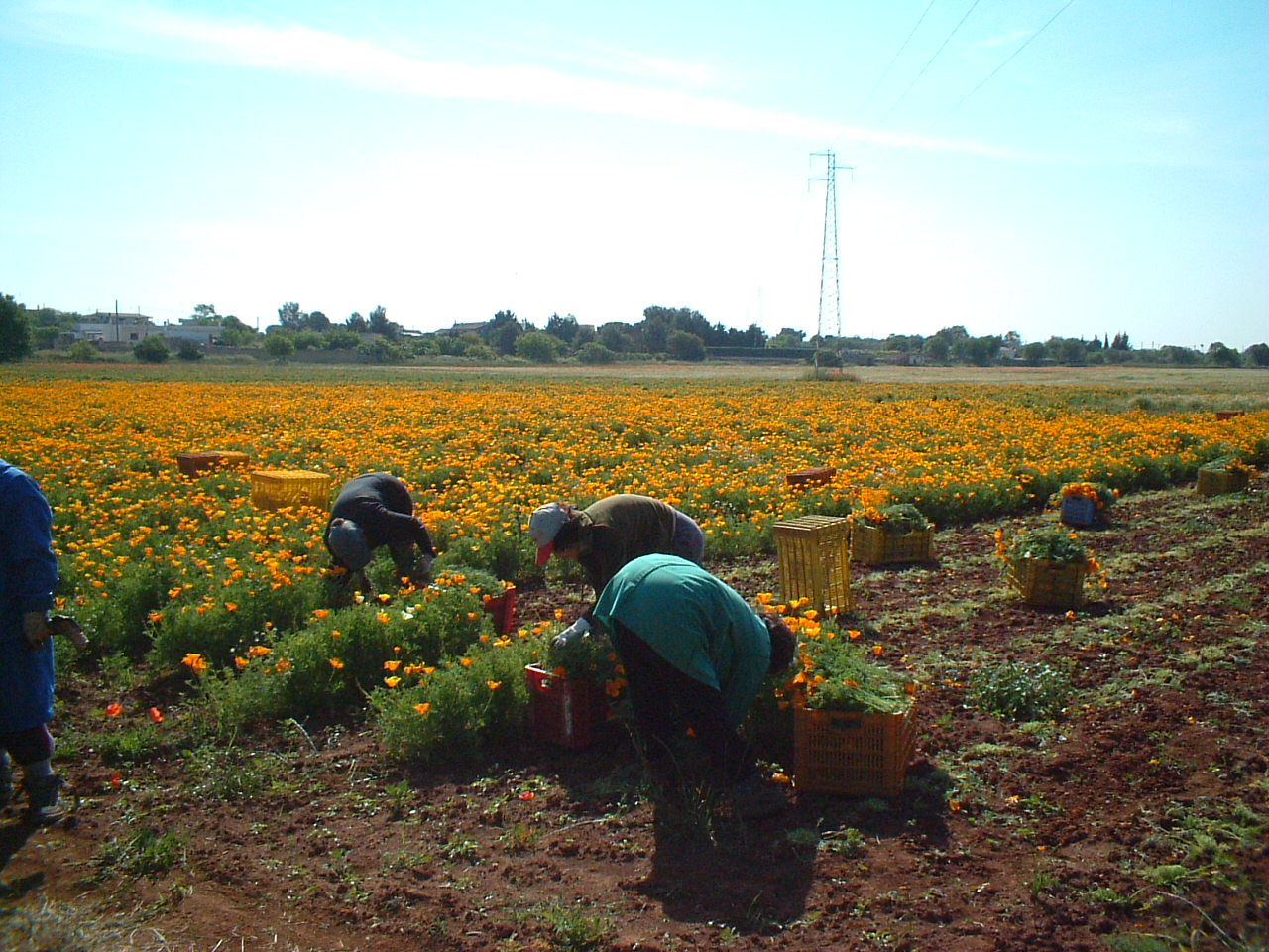 オーガニックハーブティー ミント 350ml  × 24本セット