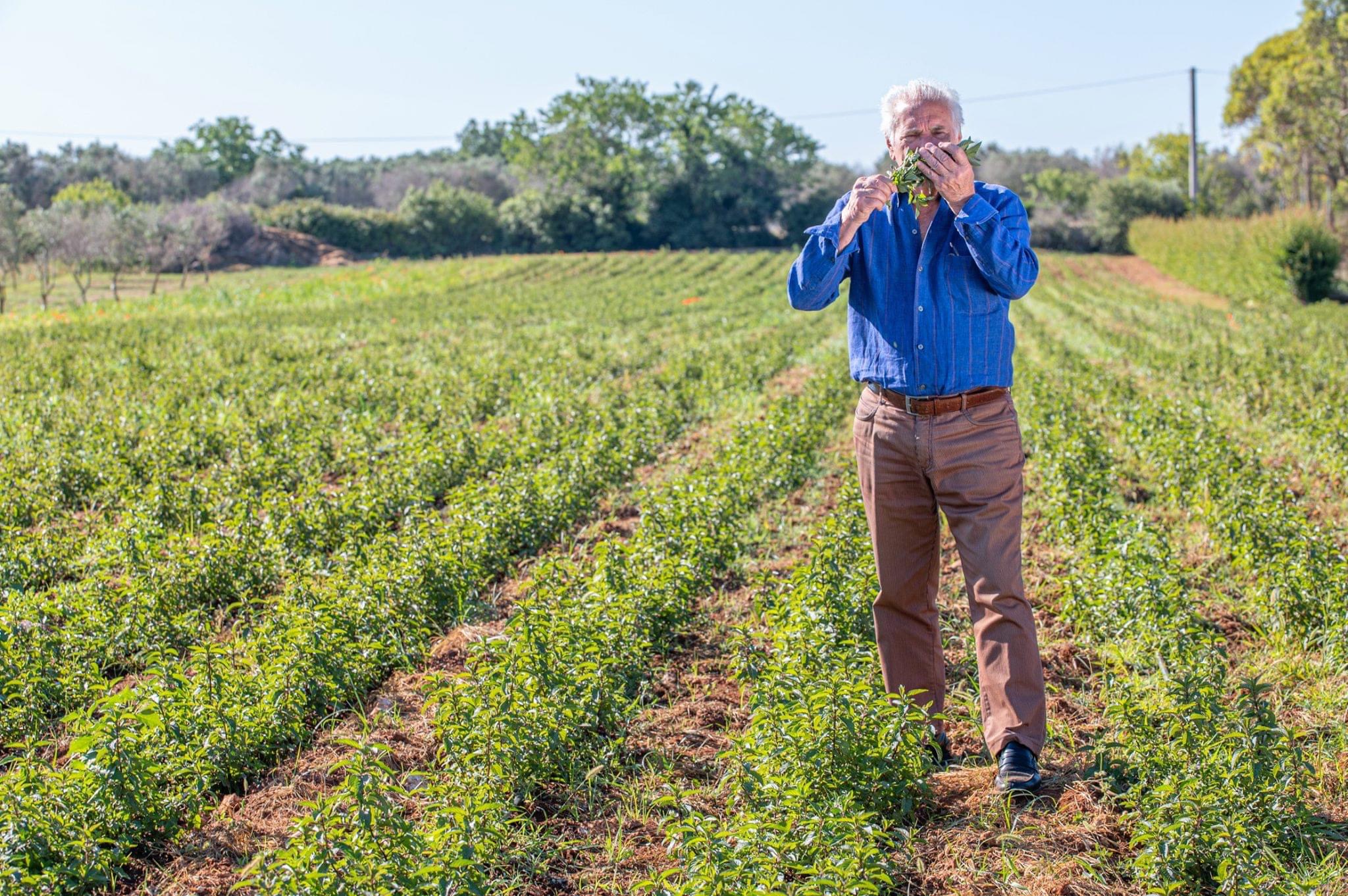 オーガニックハーブティー ルイボス 350ml  × 24本セット