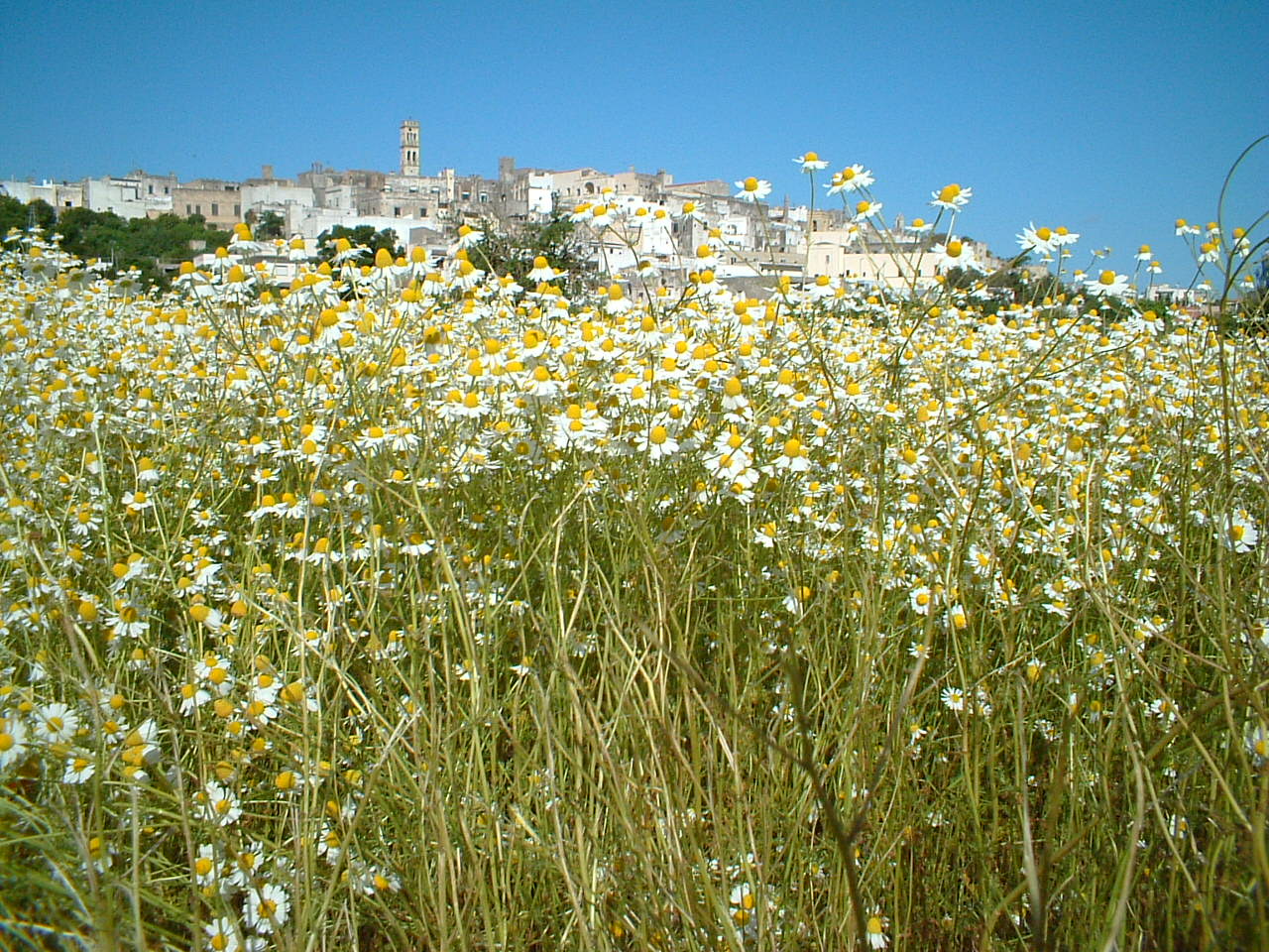 オーガニックハーブティー ルイボス 350ml  × 24本セット