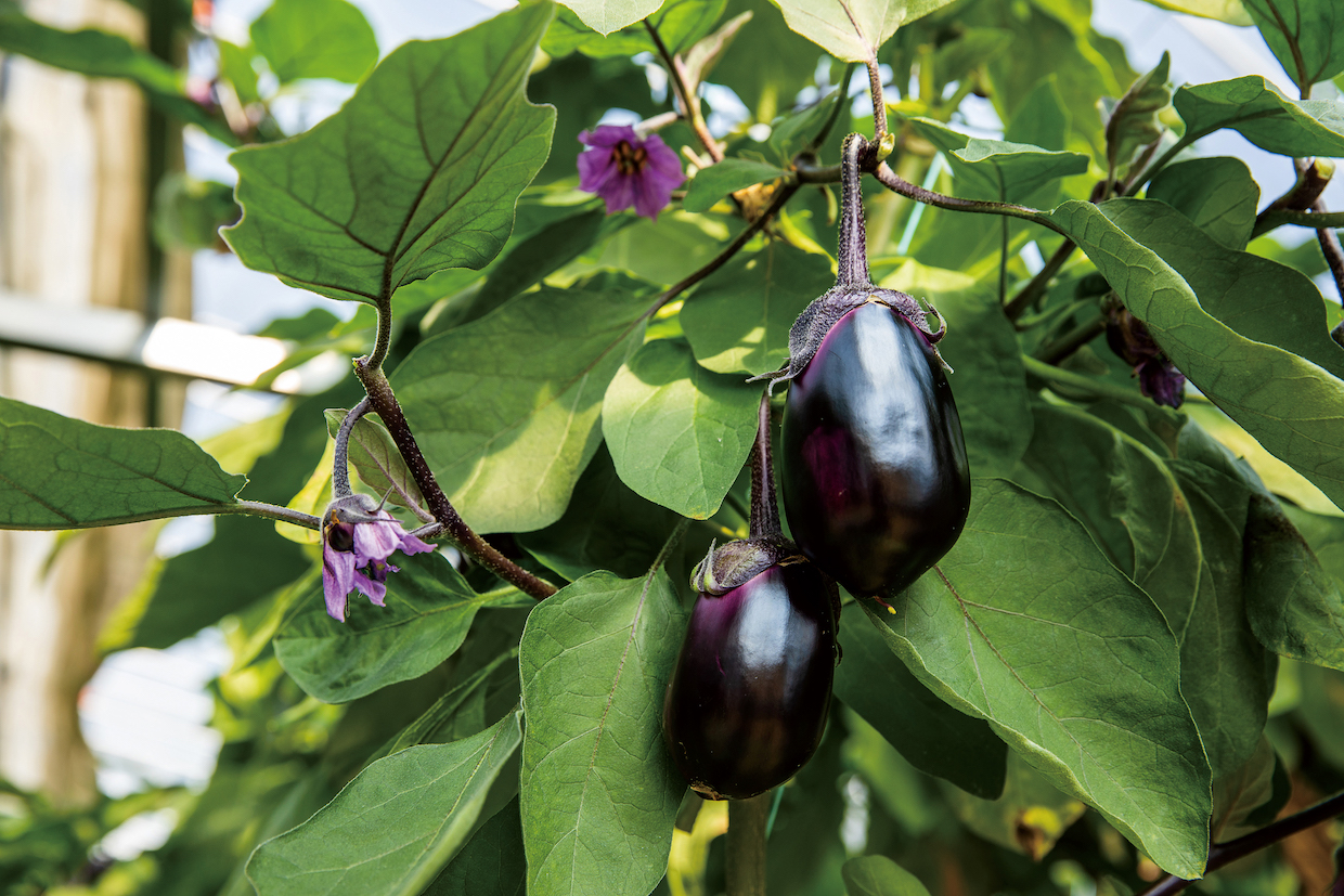 dancyu（ダンチュウ） グルメギフトカタログ＜CA＞