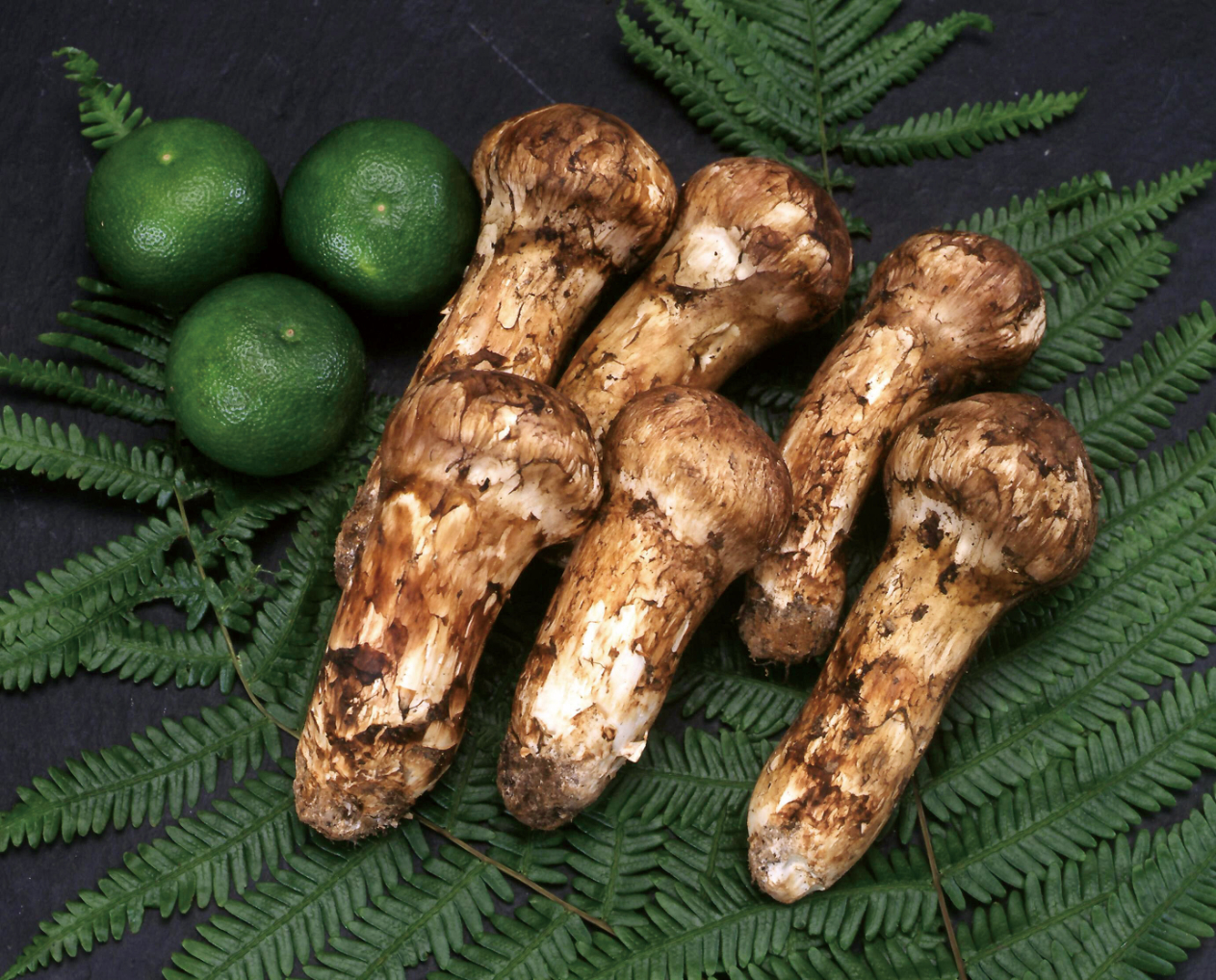 best Gourmet（ベストグルメ）＜サンジェルマン ＞