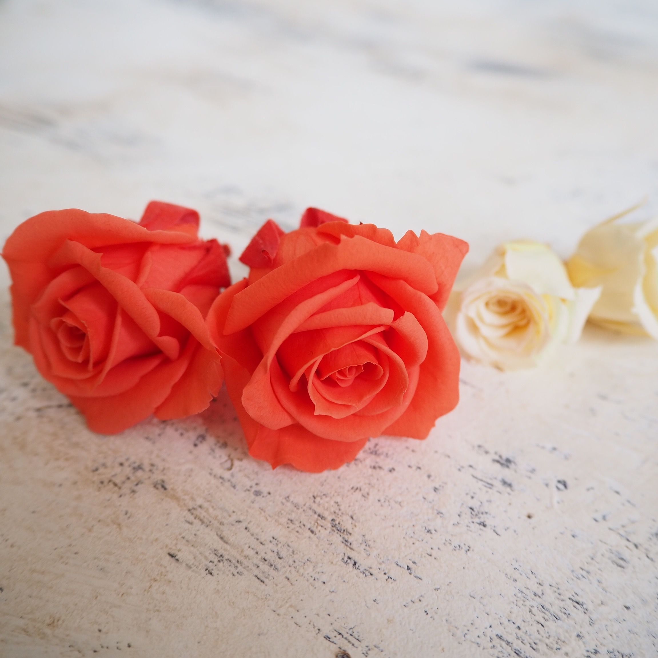 プリザーブドフラワーセルフキット｜Dante｜プリザーブドフラワー