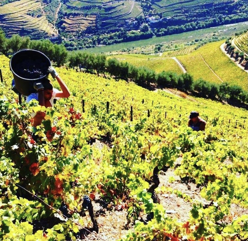 世界遺産のワイン産地 ドウロの白・赤セット 