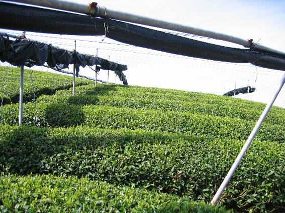 宇治茶ギフト 120ｇ×2本入り　【煎茶・玉露】 誕生日 お茶 プレゼント 茶葉 緑茶 お歳暮 御歳暮