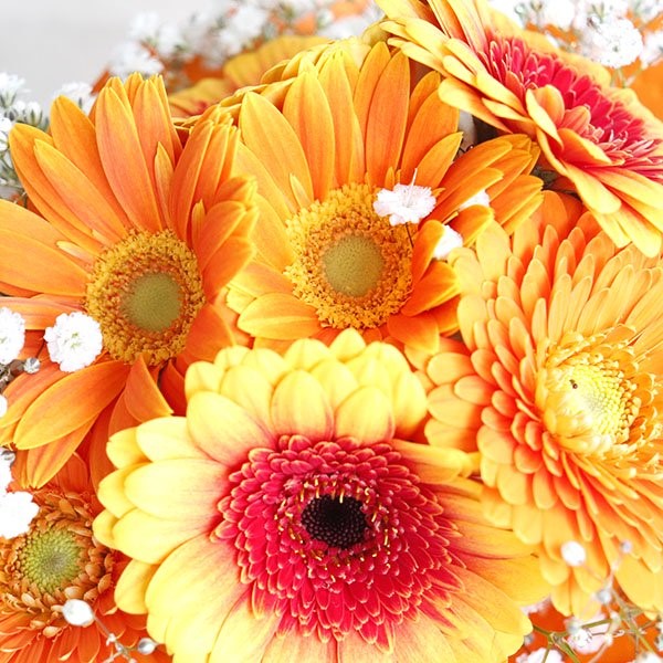 ガーベラブーケ【全2色】