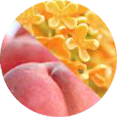 プロミルミルク