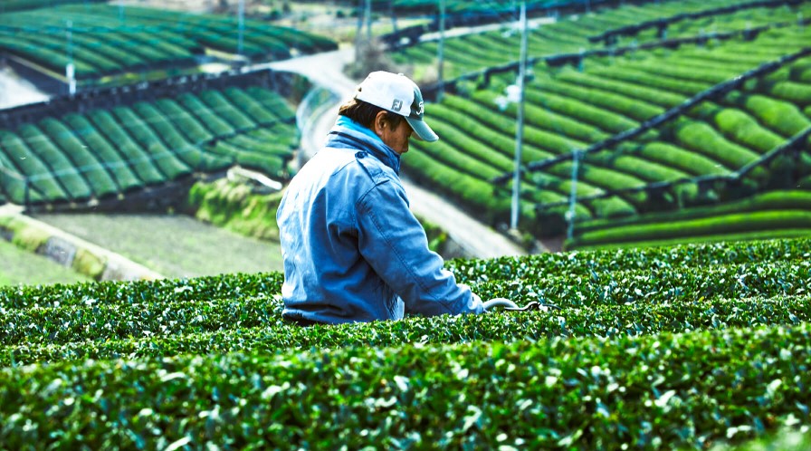 グリーングラスブリューティー　ハリオドリッパーセット