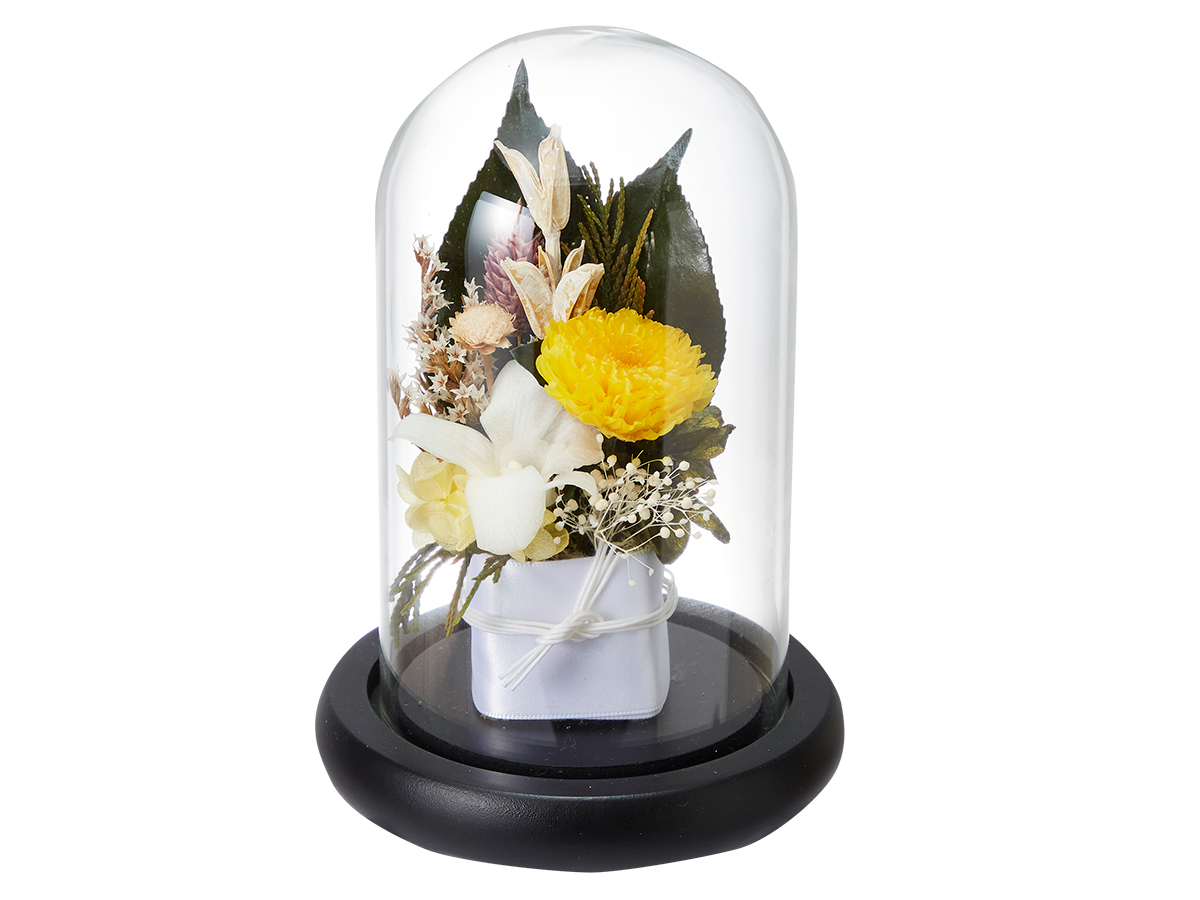 仏花 デンファレ